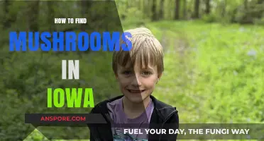 Discovering Iowa's Hidden Mushrooms: Tips for Foraging Success