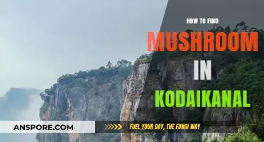 Exploring Kodaikanal's Forests: A Guide to Finding Wild Mushrooms