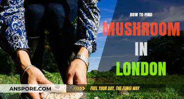 Urban Foraging Guide: Discovering Edible Mushrooms in London's Hidden Spots