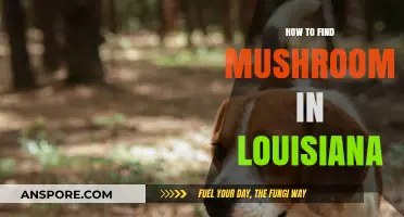 Discovering Louisiana's Hidden Mushrooms: A Beginner's Foraging Guide
