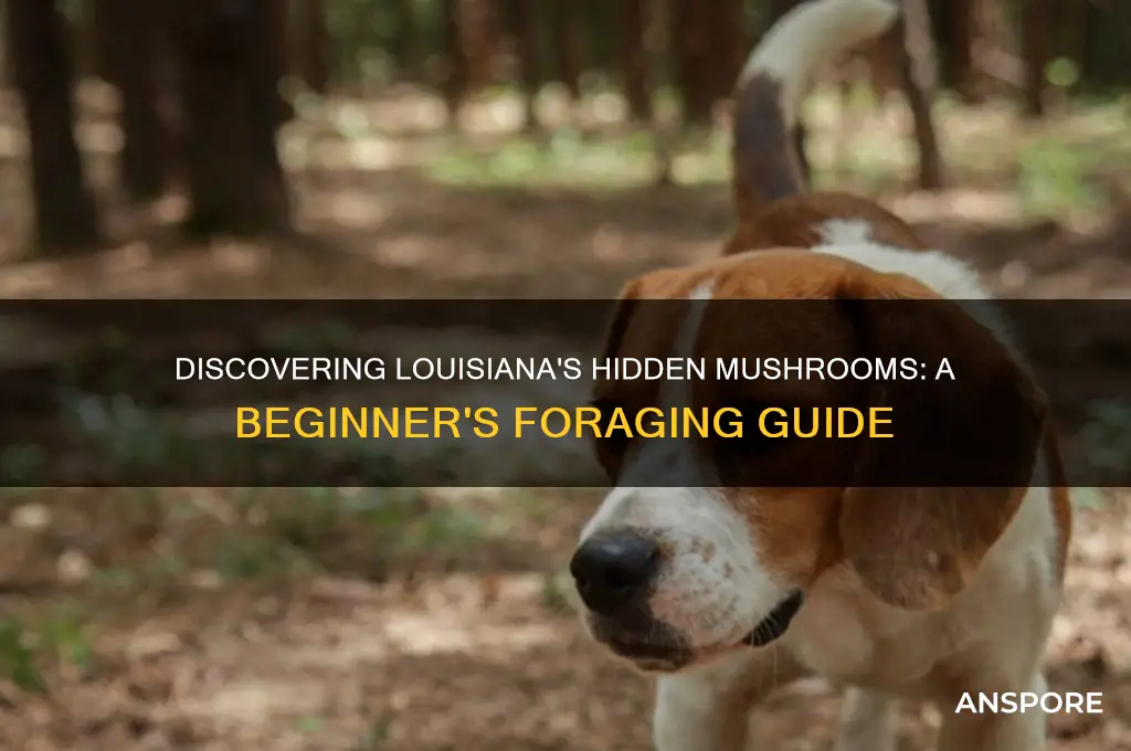 how to find mushrooms in louisiana