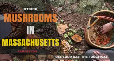 Discovering Massachusetts Mushrooms: A Beginner's Guide to Foraging Safely