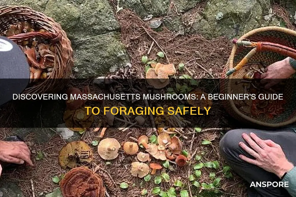 how to find mushrooms in massachusetts