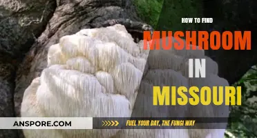 Discovering Missouri's Hidden Mushrooms: Tips for Foraging Success