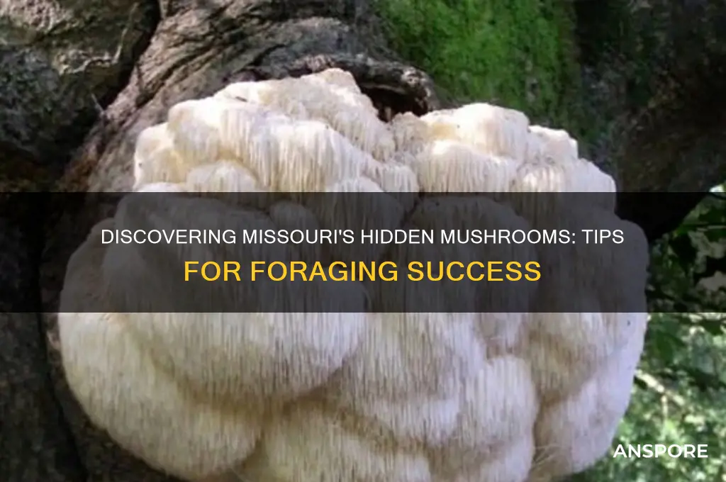 how to find mushrooms in missouri