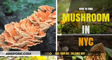 Urban Foraging Guide: Discovering Edible Mushrooms in NYC Parks