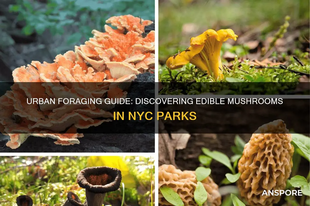 how to find mushrooms in nyc