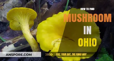Ohio's Hidden Treasures: A Guide to Finding Wild Mushrooms