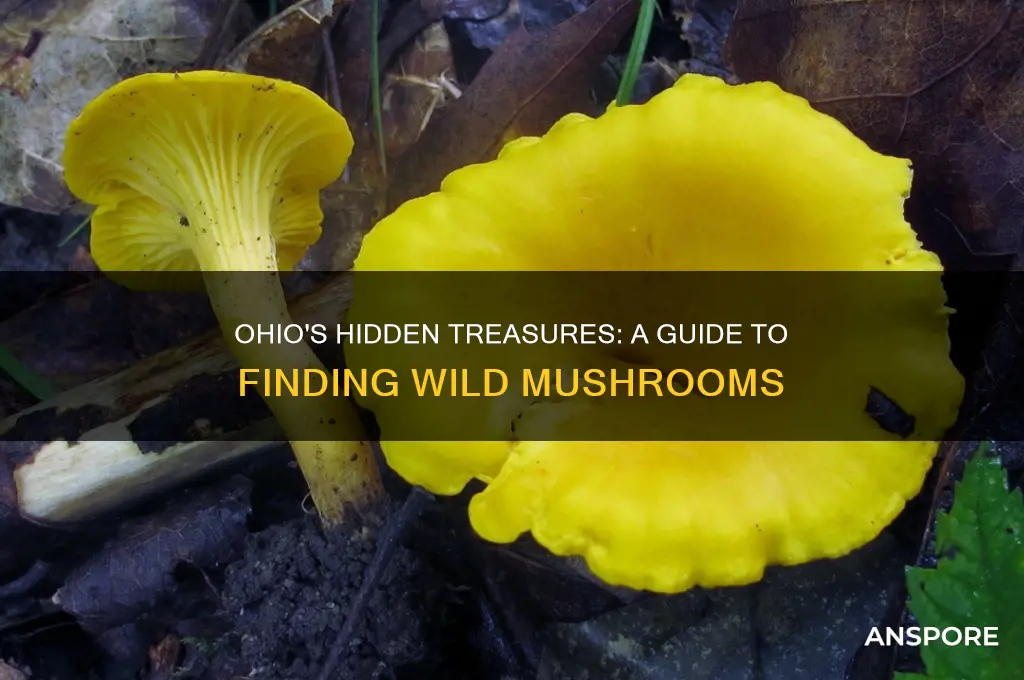 how to find mushrooms in ohio