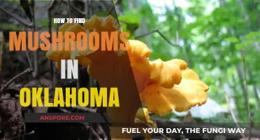Discovering Oklahoma's Hidden Mushrooms: Tips for Foraging Success