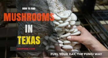 Discovering Texas Mushrooms: A Beginner's Guide to Foraging in the Lone Star State
