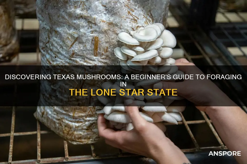 how to find mushrooms in texas