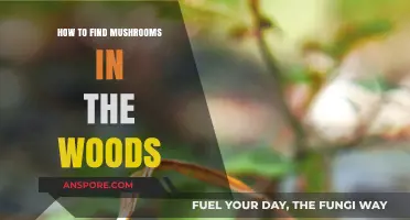 Foraging Tips: Discovering Wild Mushrooms in the Forest Safely