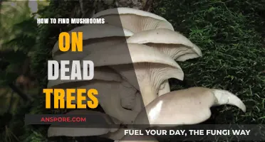 Discovering Mushrooms: A Guide to Finding Fungi on Dead Trees
