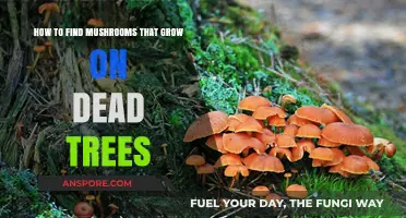 Discovering Dead Tree Mushrooms: A Guide to Foraging Safely