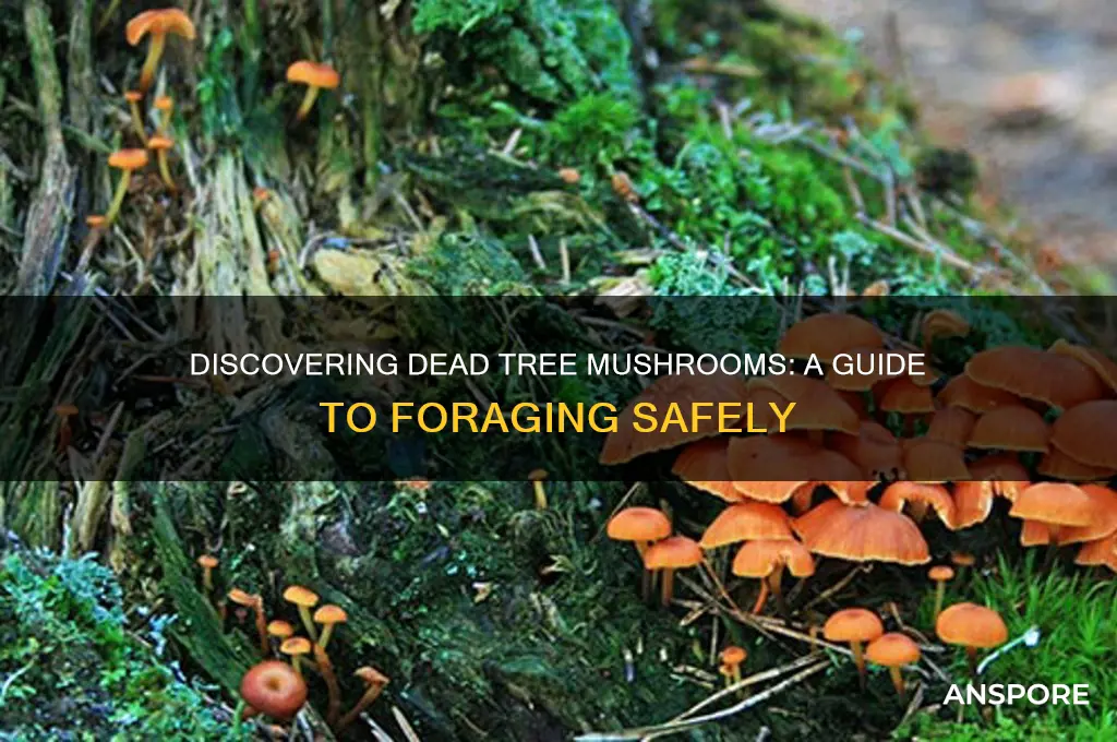 how to find mushrooms that grow on dead trees