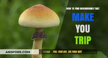 Exploring Nature's Psychedelic Secrets: A Guide to Finding Trippy Mushrooms