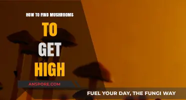 Exploring Nature's High: A Guide to Finding Psychedelic Mushrooms Safely
