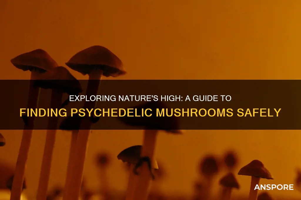 how to find mushrooms to get high