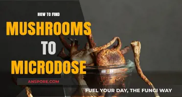 Discovering Mushrooms for Microdosing: A Beginner's Guide to Safe Sourcing