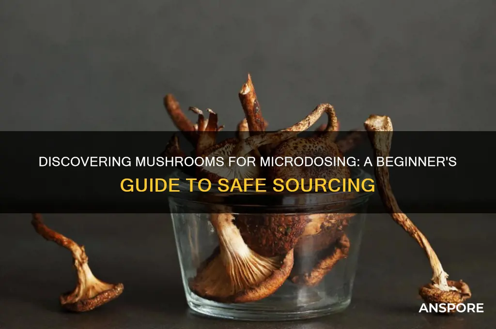 how to find mushrooms to microdose
