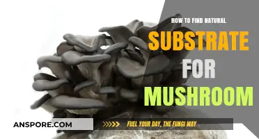 Discovering Ideal Natural Substrates for Growing Mushrooms at Home