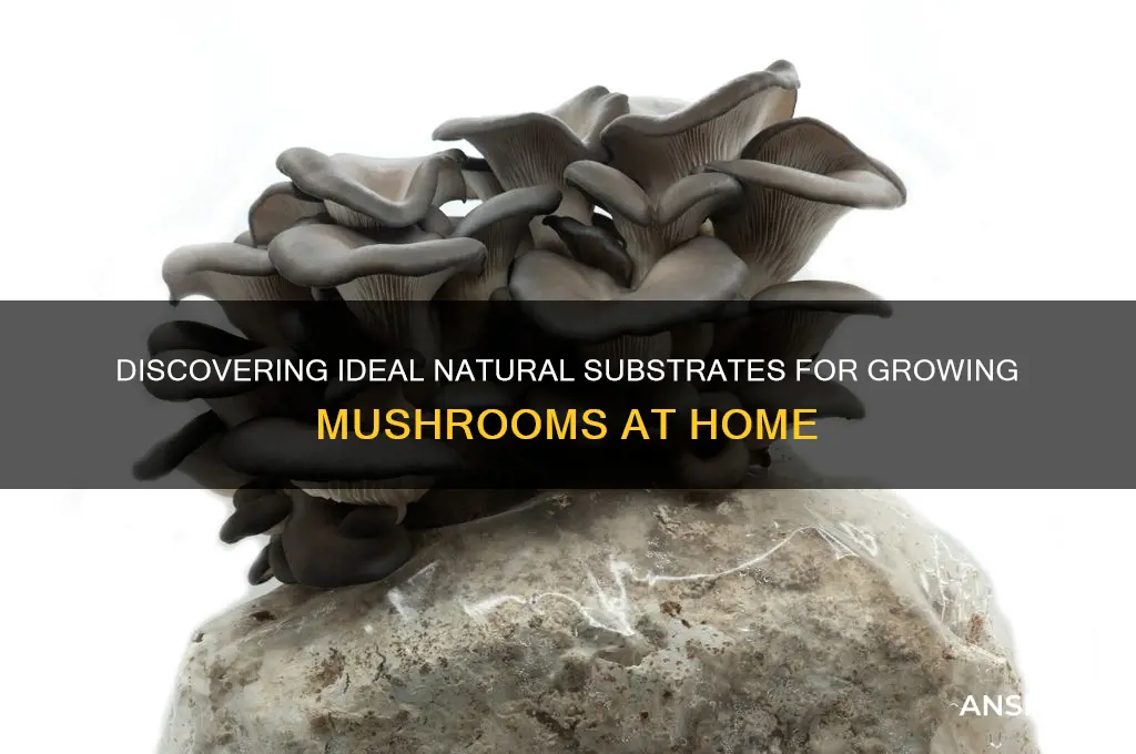 how to find natural substrate for mushrooms