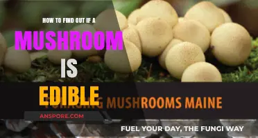 Identifying Edible Mushrooms: A Safe Guide to Foraging and Consumption