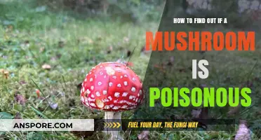 Identifying Poisonous Mushrooms: Essential Tips for Safe Foraging and Consumption