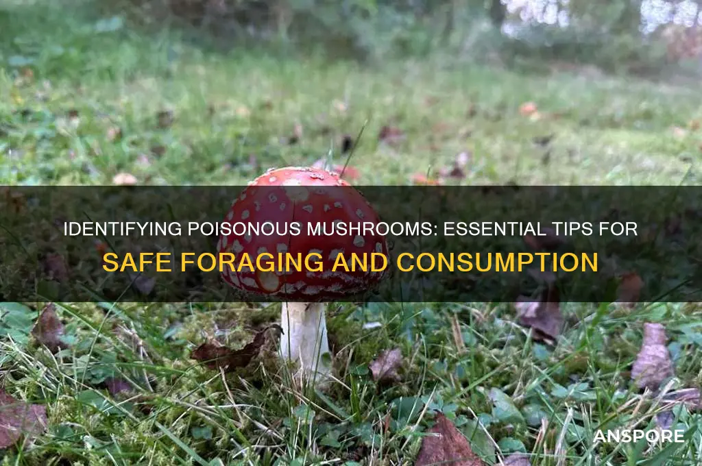 how to find out if a mushroom is poisonous