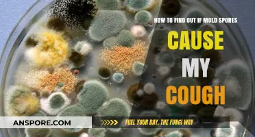 Identifying Mold Spores as the Culprit Behind Your Persistent Cough