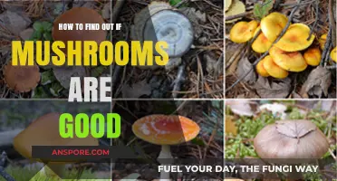 Identifying Edible Mushrooms: A Guide to Safe and Delicious Foraging