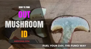 Mastering Mushroom Identification: A Beginner's Guide to Accurate Foraging