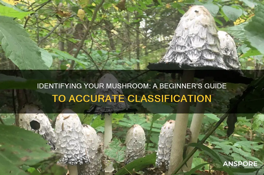 how to find out what mushroom i have
