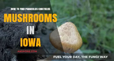 Finding Panaeolus Cinctulus Mushrooms in Iowa: A Beginner's Guide