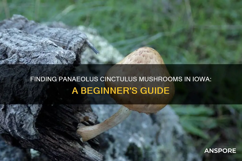 how to find panaeolus cinctulus mushrooms in iowa