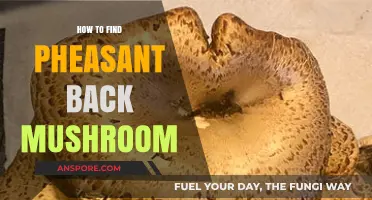Discovering Pheasant Back Mushrooms: A Beginner's Foraging Guide