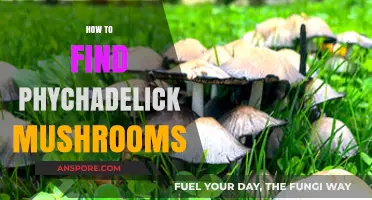 Exploring Nature's Secrets: A Guide to Finding Psychedelic Mushrooms Safely