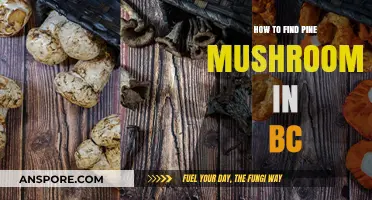 Discovering Pine Mushrooms in BC: Expert Tips for Foraging Success