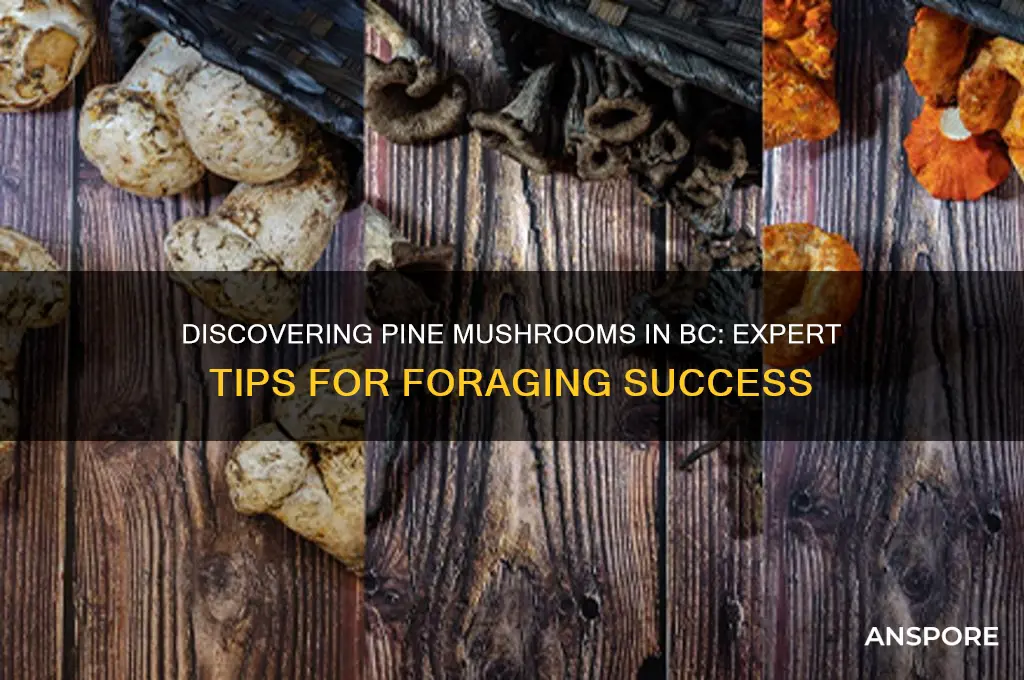 how to find pine mushrooms in bc