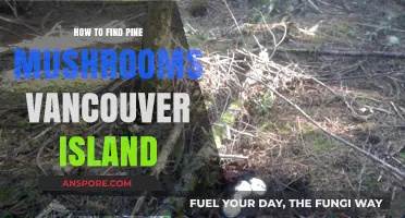 Discovering Pine Mushrooms on Vancouver Island: A Forager's Guide