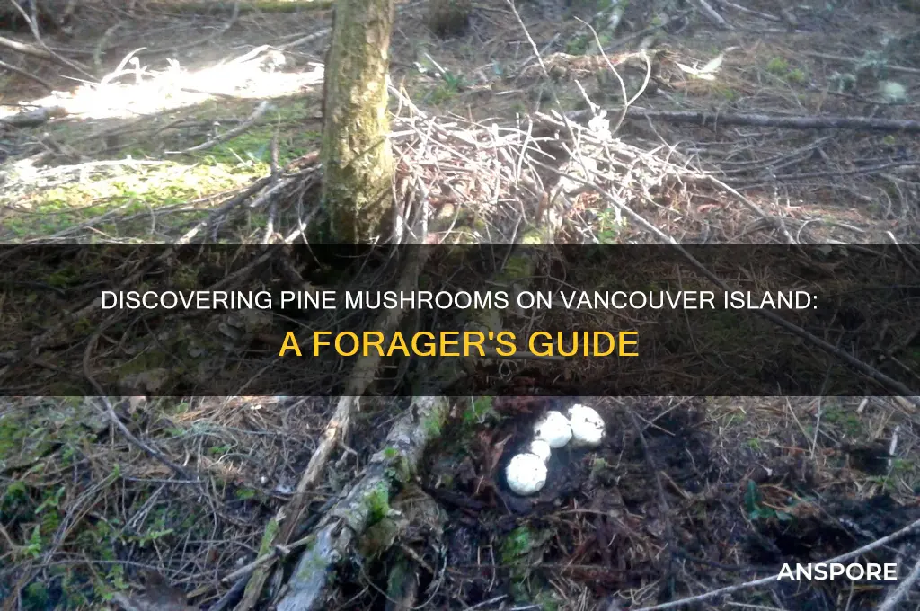how to find pine mushrooms vancouver island
