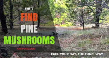 Discovering Pine Mushrooms: Expert Tips for Finding This Forest Treasure