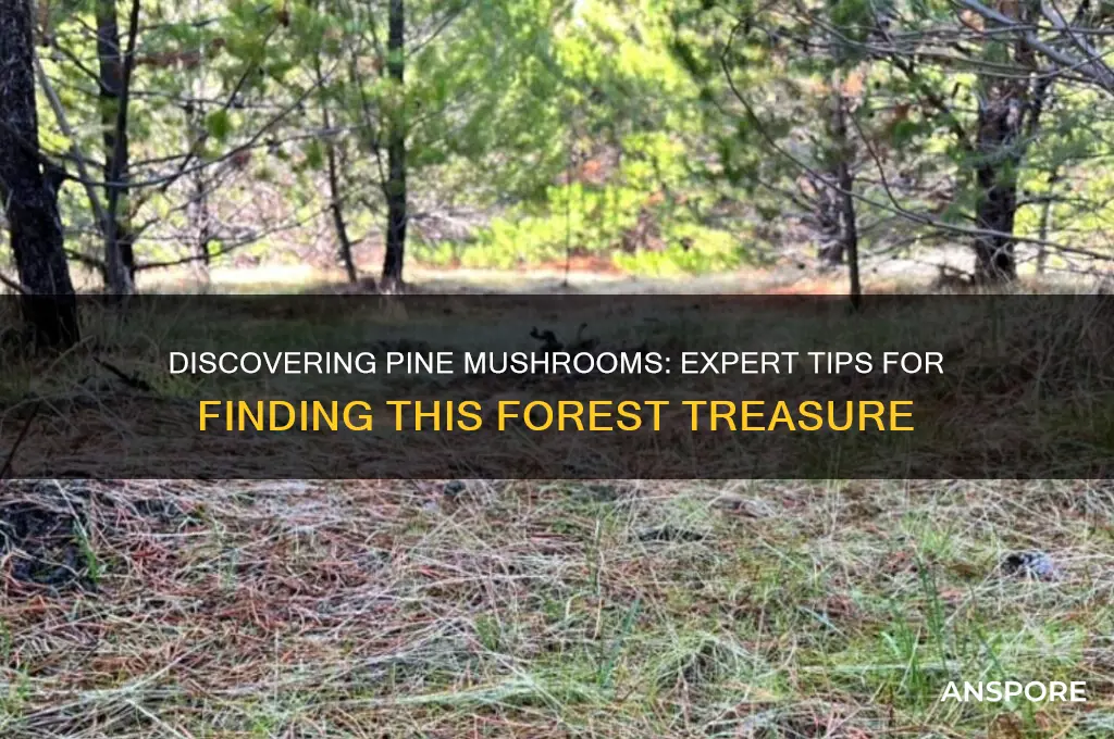 how to find pine mushrooms