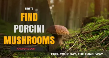 Discovering Porcini Mushrooms: Expert Tips for Finding This Forest Treasure