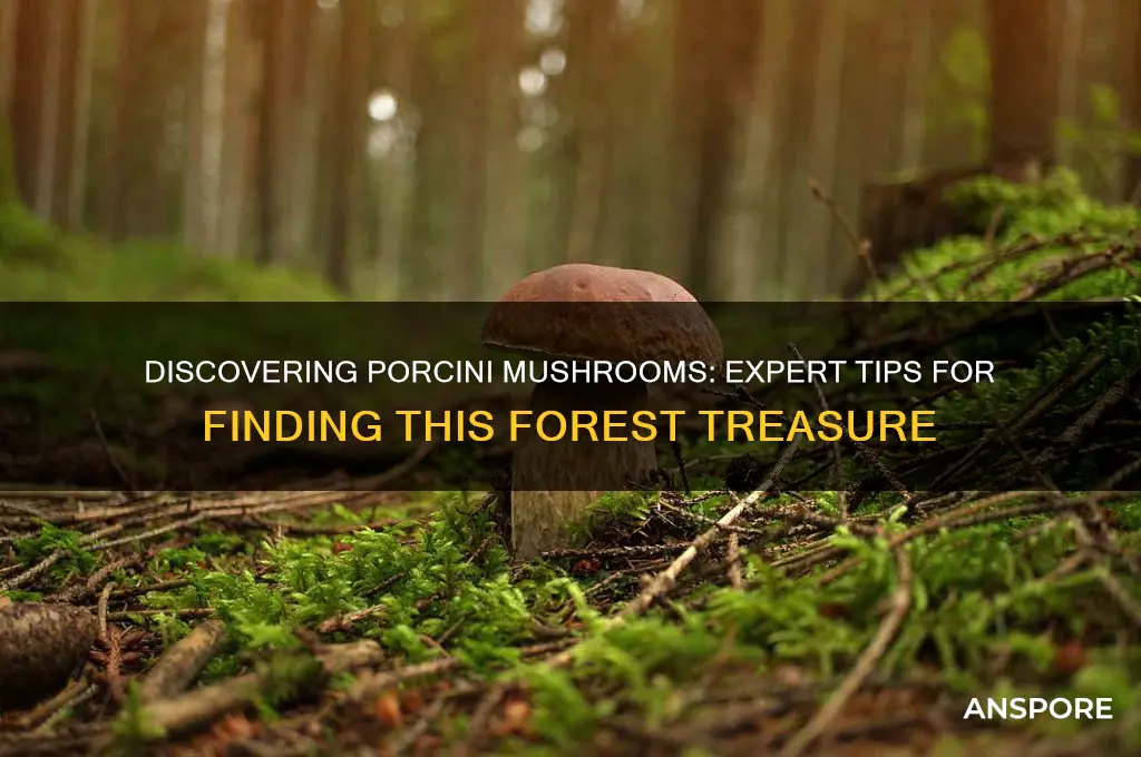 how to find porcini mushrooms