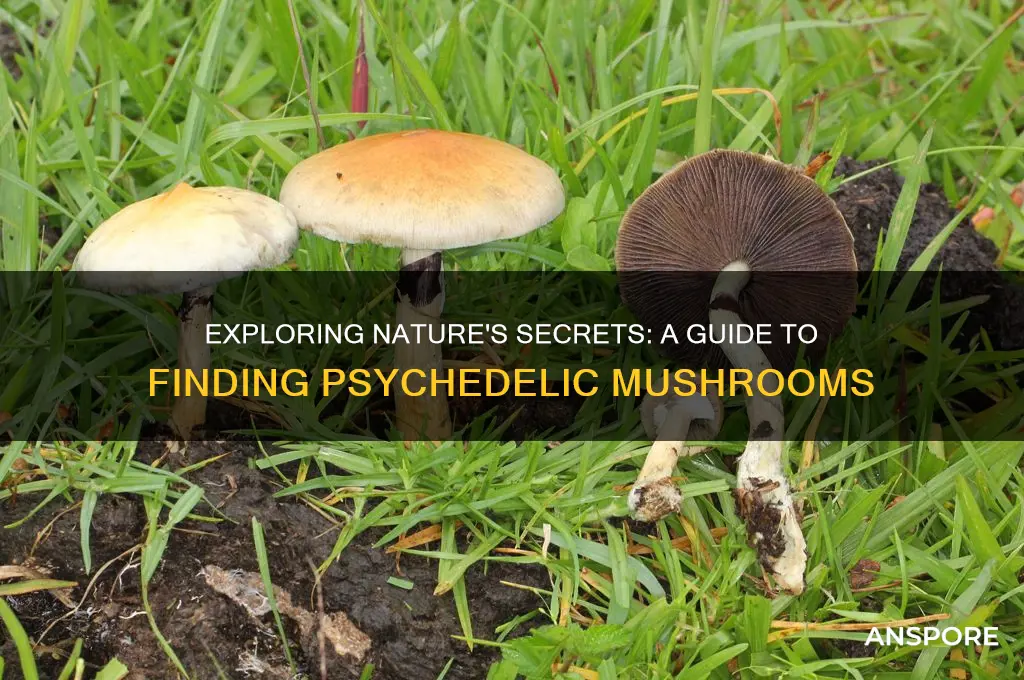how to find pschyadelic mushrooms