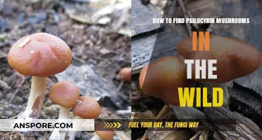 Foraging Psilocybin Mushrooms: A Guide to Wild Identification and Safety