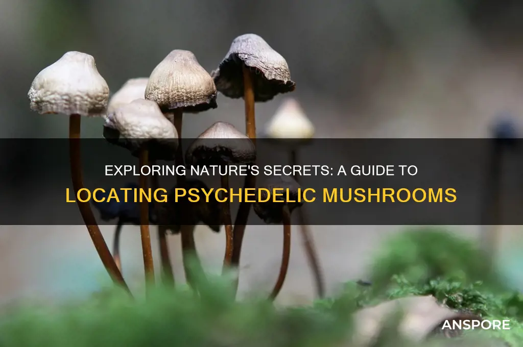 how to find psychadelic mushrooms