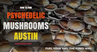 Finding Psychedelic Mushrooms in Austin: A Comprehensive Guide